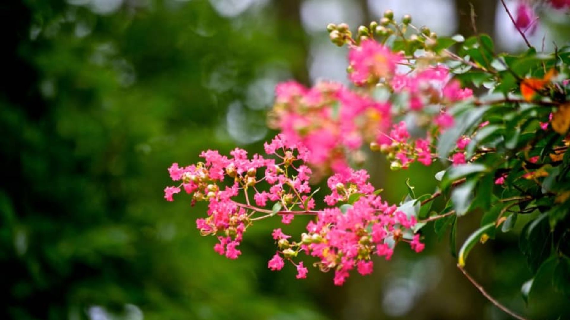 Ý Nghĩa Phong Thủy Của Hoa Tường Vi